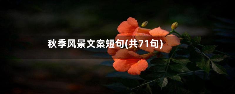 秋季风景文案短句(共71句)